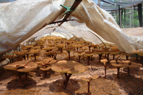 科技賦能菌業 安惠生物科技打造鄉村振興“新范本”